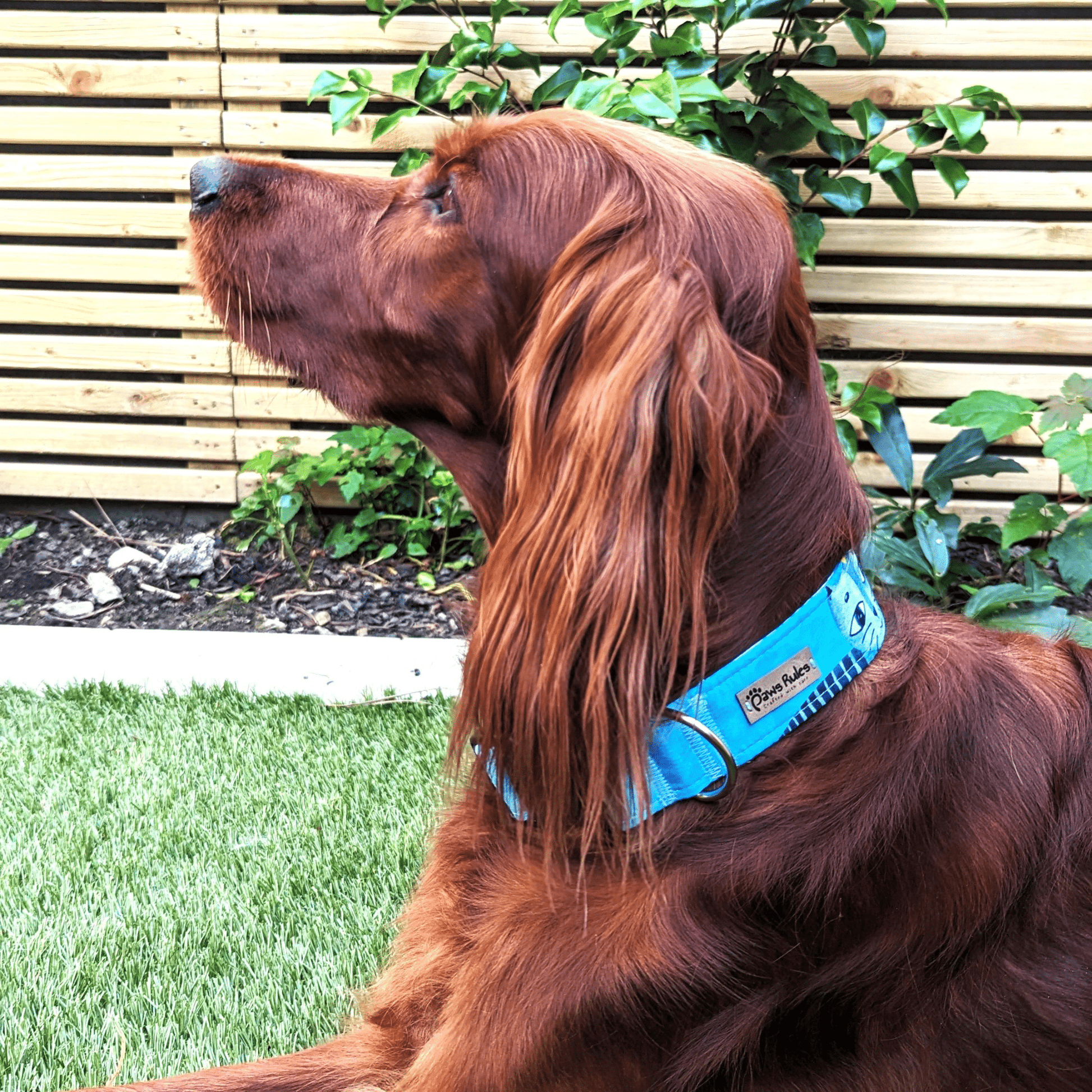 Blue Cat Silhouette Dog Collar - Enhance your dog's look with this delightful blue collar featuring a cute and intricate cat silhouette.