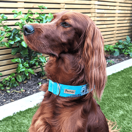 Blue Cat Silhouette Dog Collar - This durable and fashionable dog collar showcases an elegant cat silhouette design in a striking shade of blue.