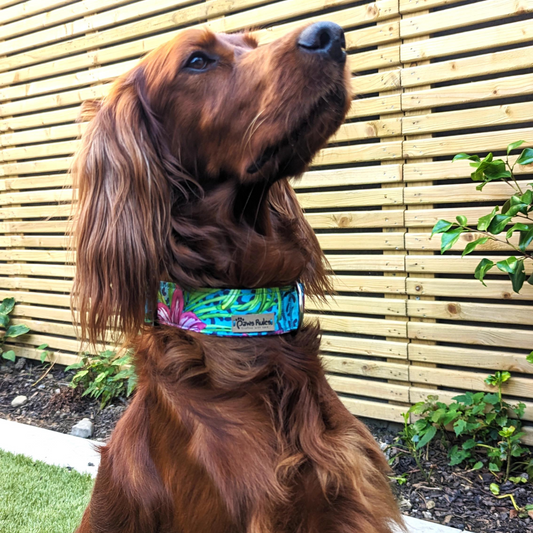 Elegant Tropical Flowers Dog Collar - Seen on  red setter - A burst of colors in a pet accessory that brings a touch of paradise to your furry friend.