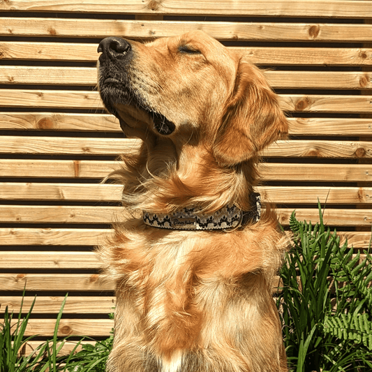 Golden Irish with Collar for Dogs - White Waves Design - A fashionable and functional pet collar with an elegant white wave pattern.