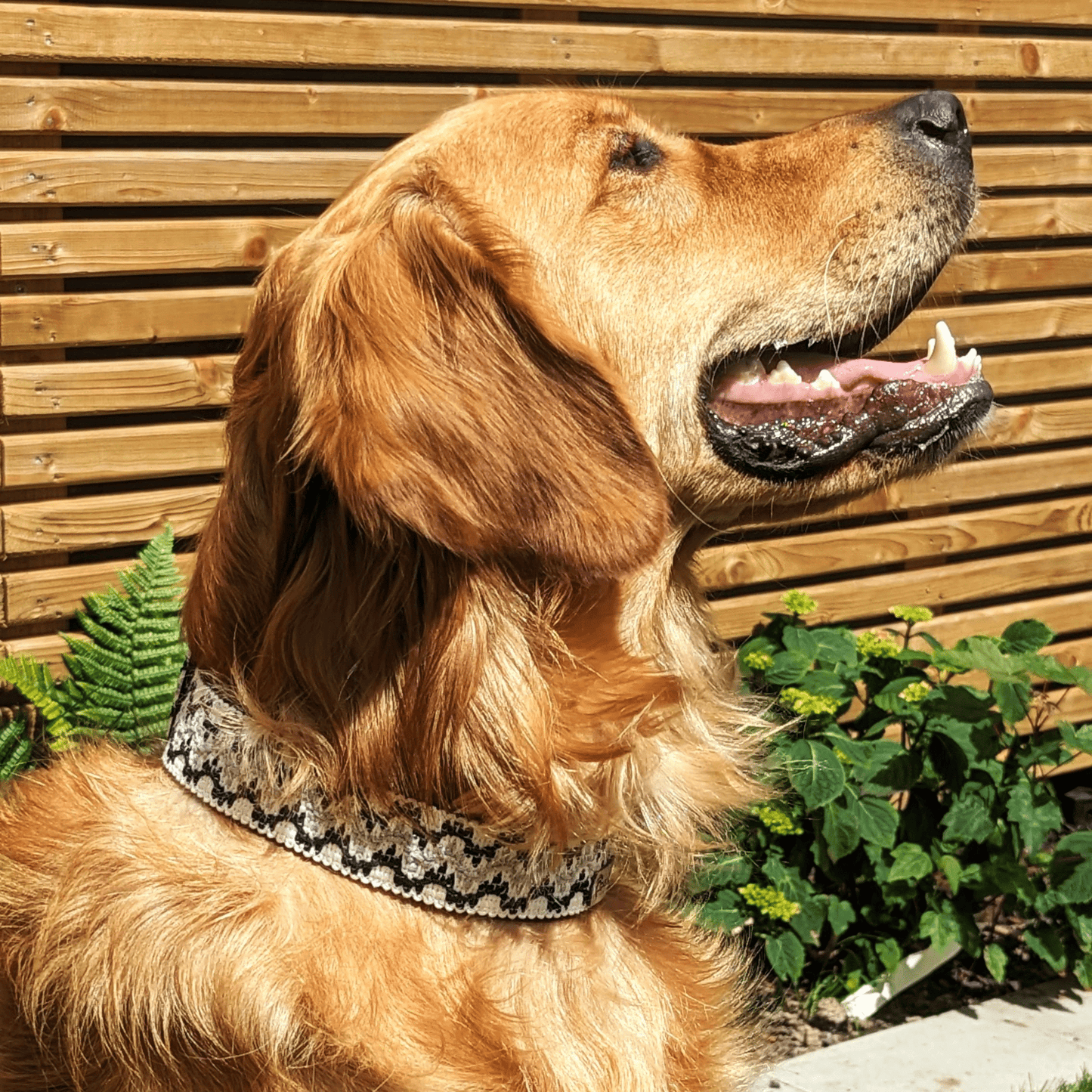 White Waves Dog Collar on Golden Irish- A stylish and comfortable pet accessory featuring a chic white wave pattern, perfect for Golden Irish fashionistas