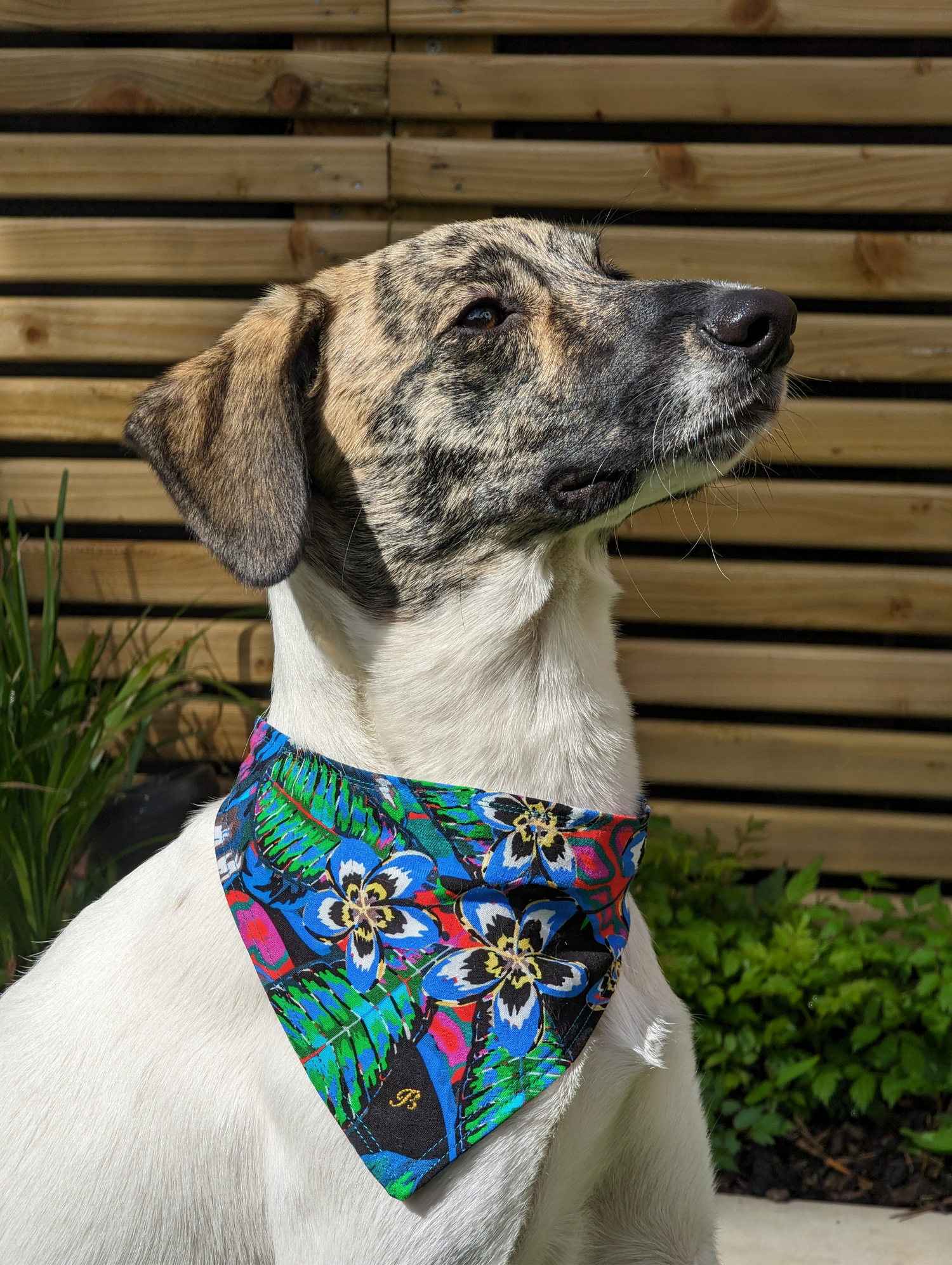 A  dog wearing a black and green bandana with a floral pattern. The bandana is tied loosely around the dog's neck and hangs down to its chest. The dog is looking at the camera with a curious expression.