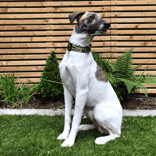 Green Leaves Dog Collar - Embrace the outdoors with this chic dog collar featuring a beautiful green leaves pattern, perfect for greyhound adventurers.