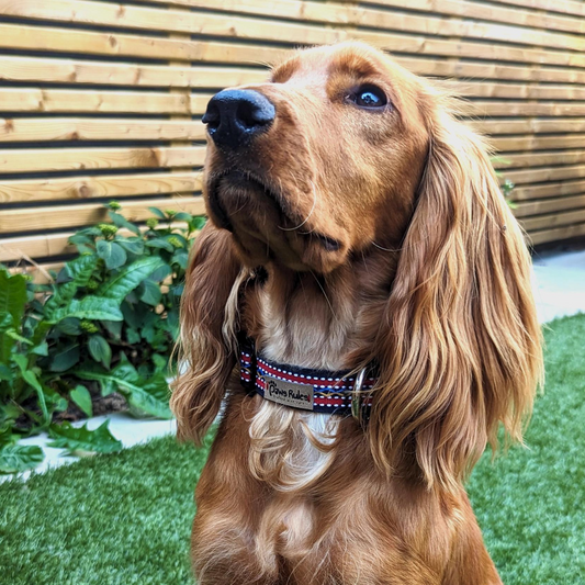 Cocker Spaniel wearing the Red Weave Dog Collar - A fashionable and comfortable collar choice for any Breed.