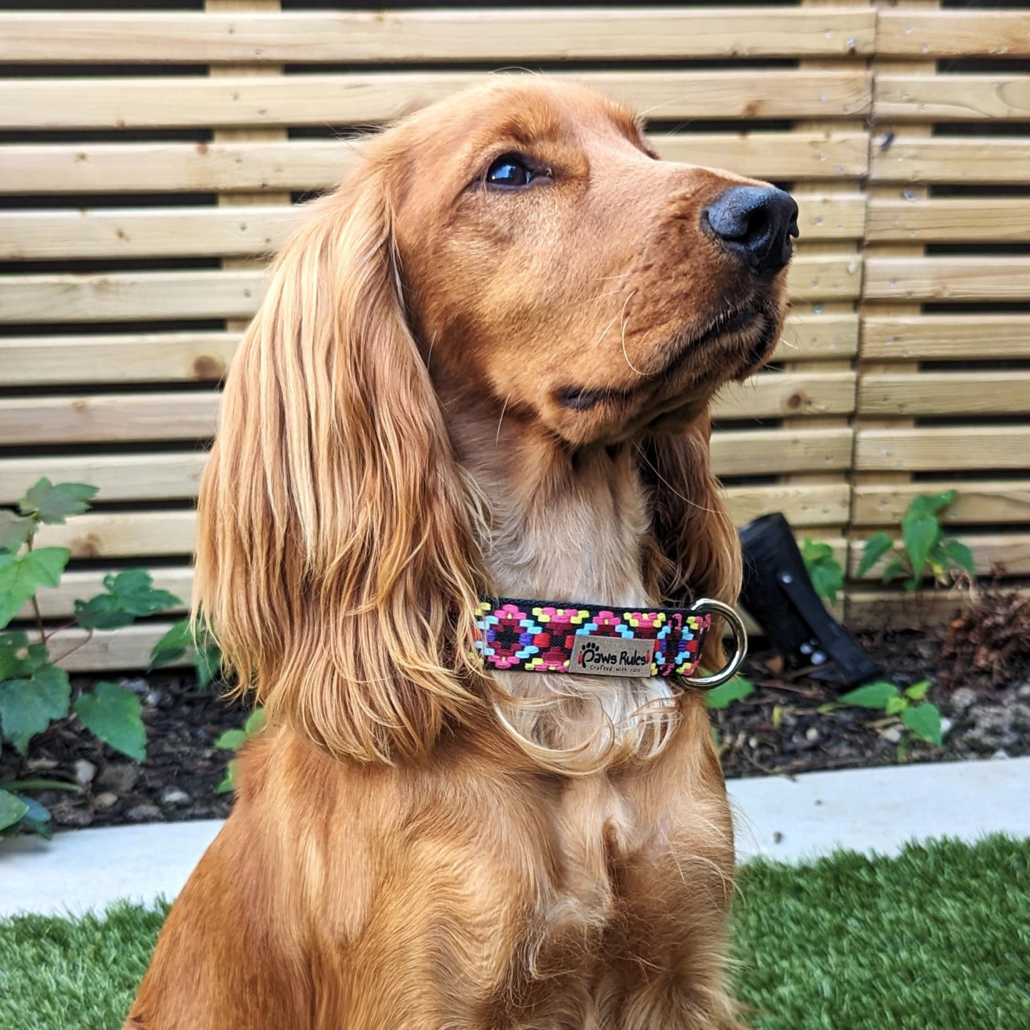 Pink Narrow Rhomb Collar on Cocker Spaniel- Elevate your pet's style with this elegant rhomb-patterned collar.