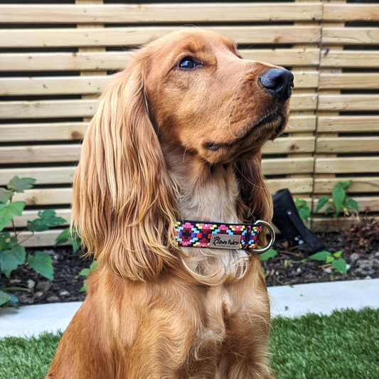 Pink Narrow Rhomb Collar on  Cocker Spaniel- Elevate your pet's style with this elegant rhomb-patterned collar.