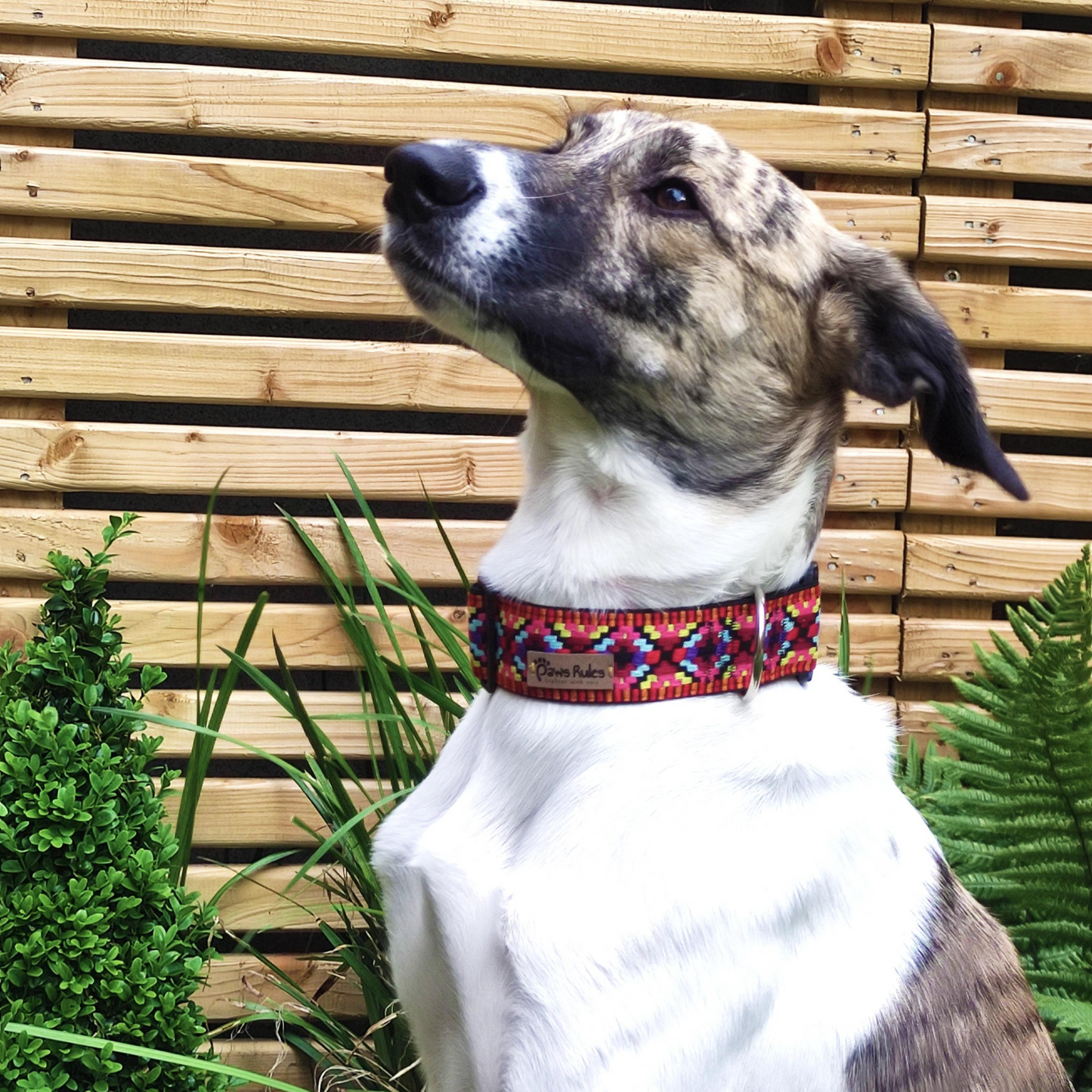 Greyhound looking stylish in a Pink Narrow Rhomb Collar - A trendy accessory that stands out on Greyhound.