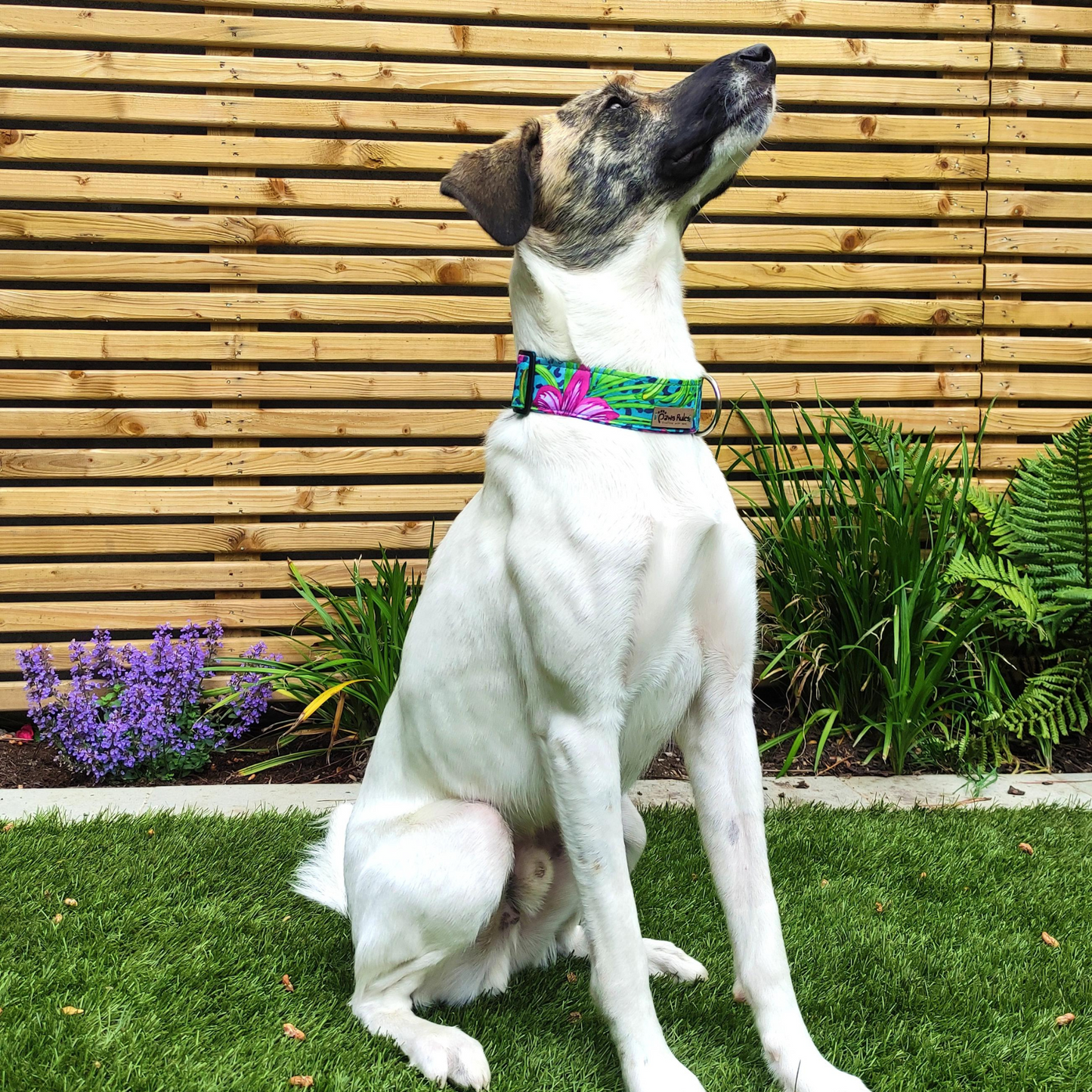 Colorful Tropical Flowers Dog Collar on greyhound - A vibrant and stylish pet accessory with a delightful floral design, perfect for greyhound adventures