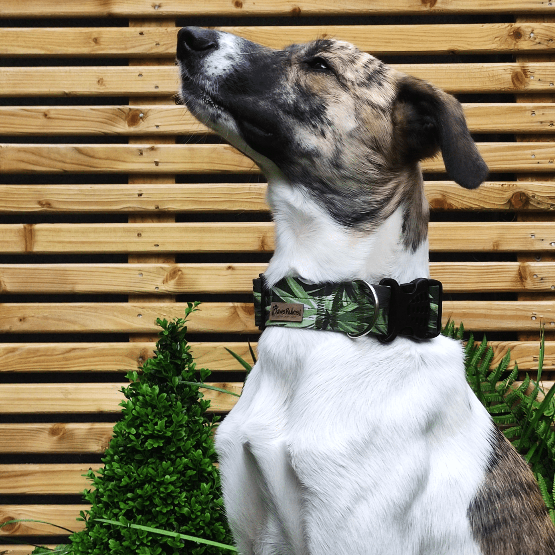 Happy Greyhound wearing Green Leaves Dog Collar - A vibrant and stylish pet accessory adorned with lush green leaves, adding a touch of nature to greyhound's look