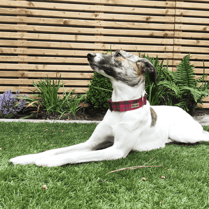 Dog Wearing Red Tartan Collar. A close-up image of a dog wearing the Red Tartan Collar. The dog is a greyhound. The collar is fitted snugly around the dog's neck.