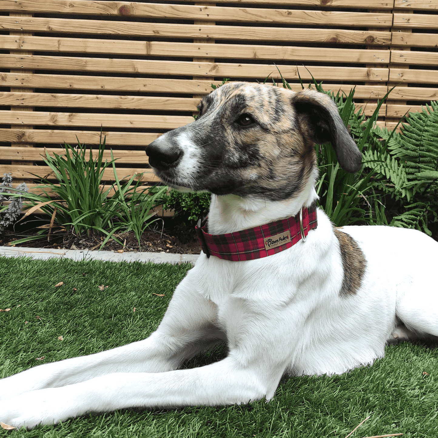 Adorable Dog Wearing Red Tartan Collar - A classic and stylish pet accessory, perfect for fashion-forward pups