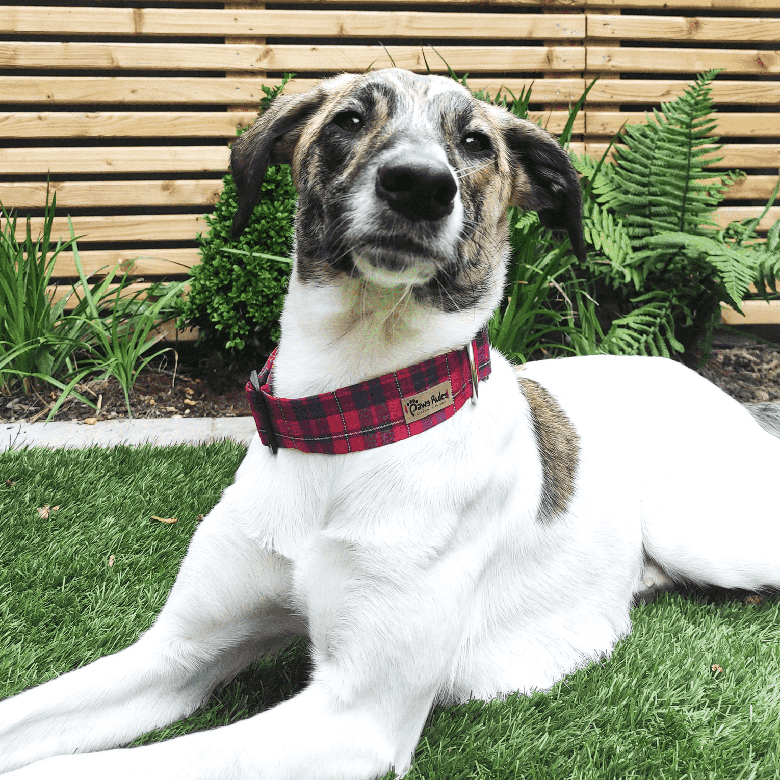 Red Tartan Dog Collar on Happy Pup - A charming and timeless pet accessory, adding a touch of elegance to your furry friend