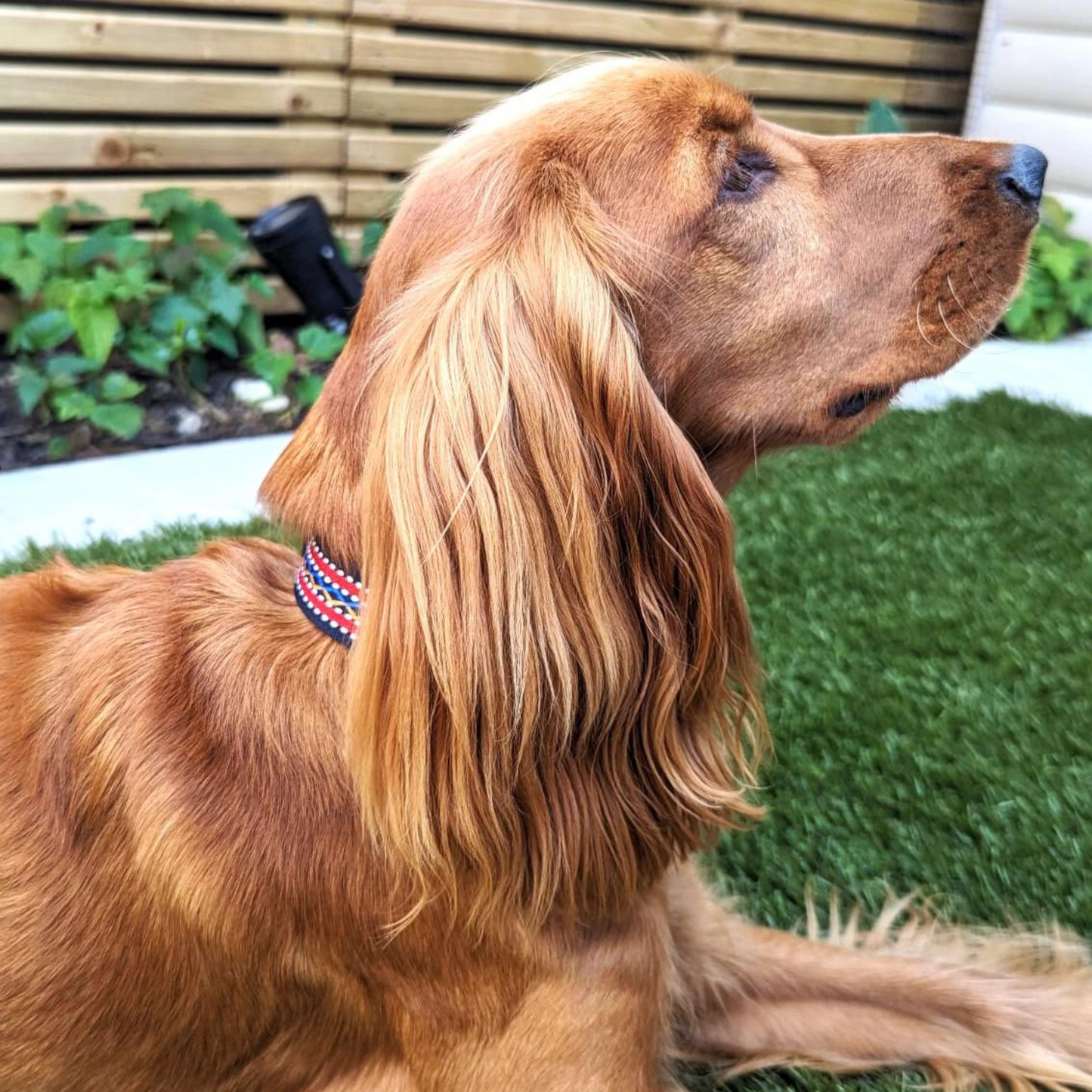 Adorable Cocker Spaniel with Red Weave Dog Collar - Enhance your pet's style with this eye-catching red weave design.