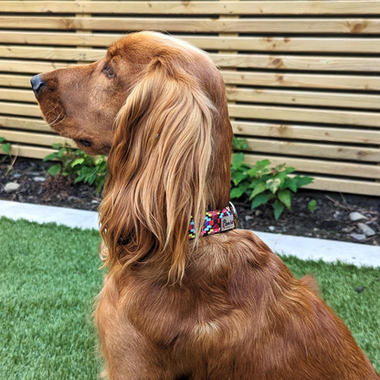 Cocker Spaniel sporting a Pink Narrow Rhomb Collar - This fashionable pet accessory adds a pop of color to any dog's look