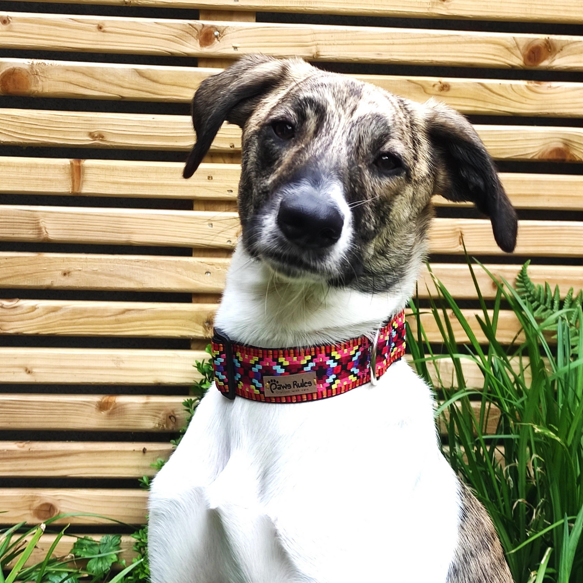 Adorable Greyhound with Pink Narrow Rhomb Collar - The perfect combination of style and comfort for any breed