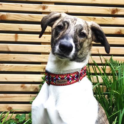 Adorable Greyhound with Pink Narrow Rhomb Collar - The perfect combination of style and comfort for any breed