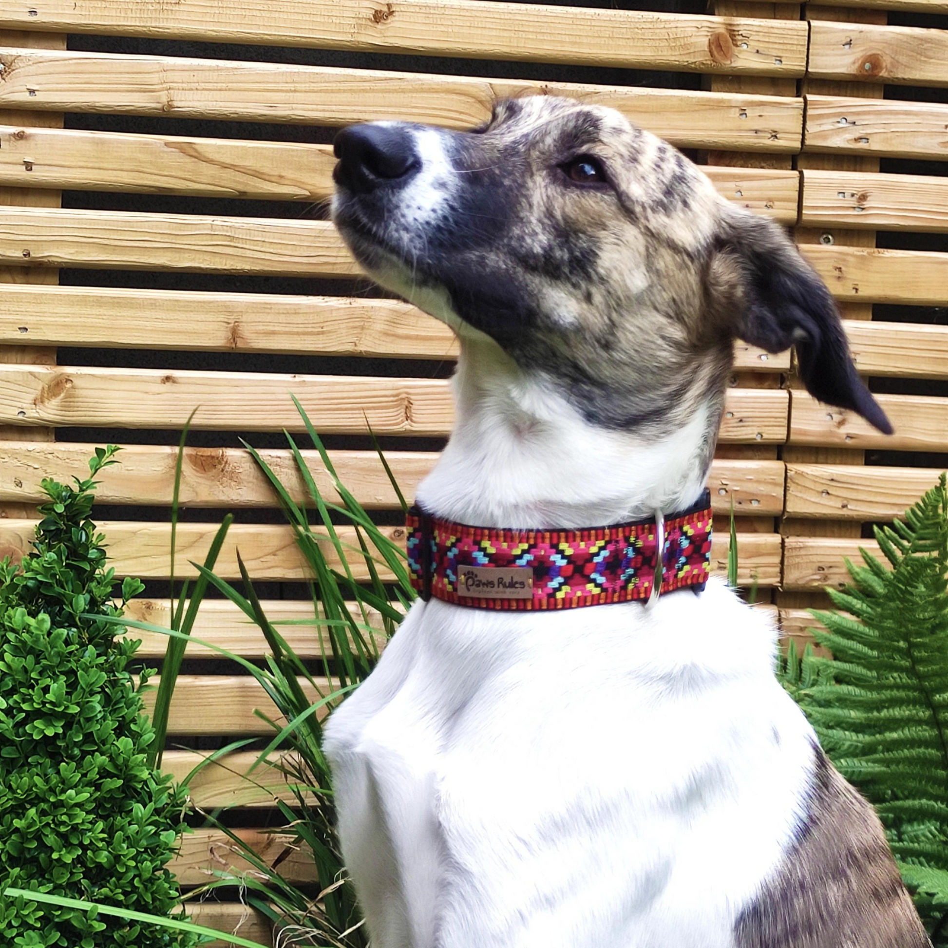 Greyhound  looking stylish in a Pink Narrow Rhomb Collar - A trendy accessory that stands out on Greyhound.